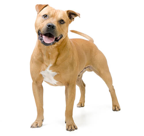 Amstaff koer 2025